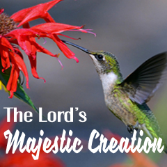 The Lord’s Majestic Creation